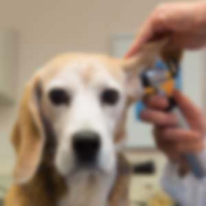 Tanglefoot Fernie Veterinary Services