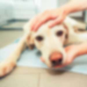 Canine Companion Clinic