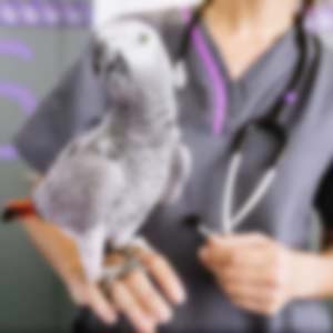 Dr Leslie J Williams - Armitage Animal Clinic